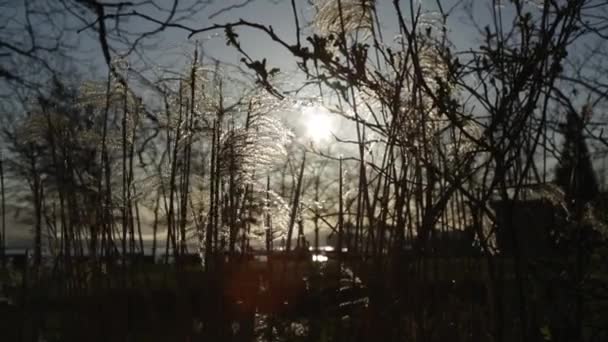 Closeup slunečný den rostliny weadow modrá obloha — Stock video