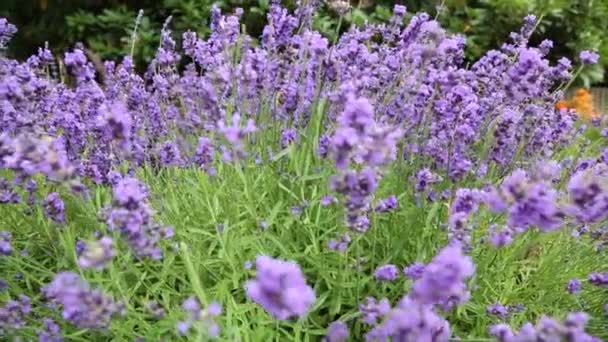 Flores azules primer plano prado abeja trabajo verano — Vídeos de Stock