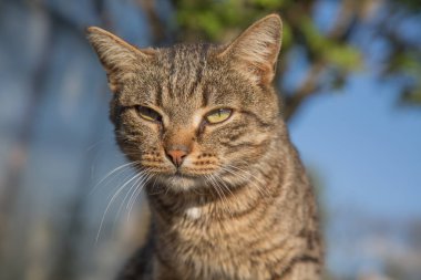 Genç sokak kedi closeup emin yüz ifadesi