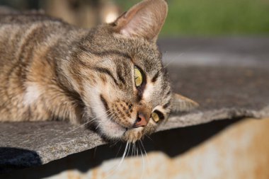 Portre baş yansımaları güneş yeşil eys gözünde kedi