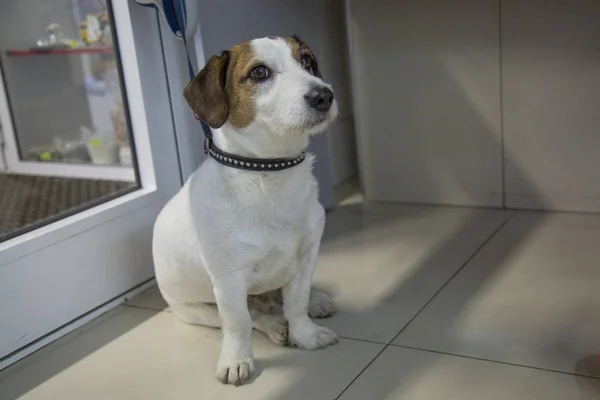 Jack russell terrier tasma Master için bekliyor