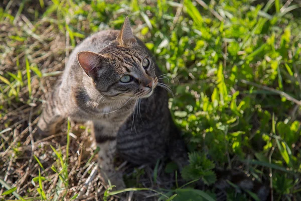 Greeneyes bela grama de gato cinza — Fotografia de Stock