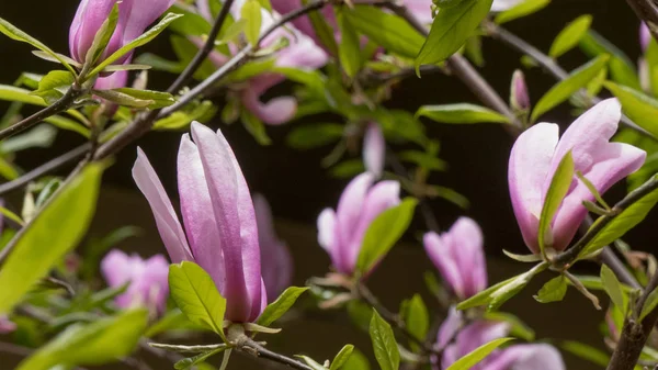 Manolya ağacı çiçek pembe yaprakları
