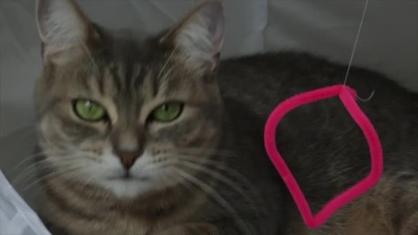 Милый игривый кошачий портрет зеленые глаза крупным планом — стоковое видео