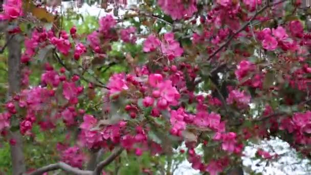 Pink cherry blossom closeup windy weather — Stock Video