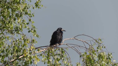 Ağaç dalı gri gökyüzü oturan Kara Karga