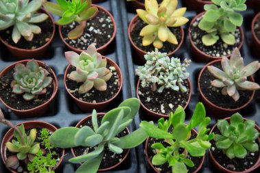 Şirin tencere kaktüs Bahçe yüksek açısı shot