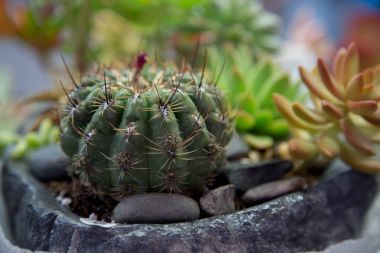 Yeşil kaktüs uzun dikenler closeup arka plan