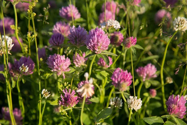 Güzel pembe yonca otu doğa arka plan