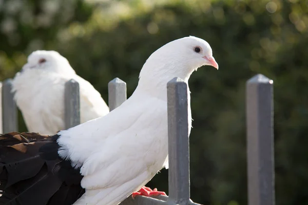 白い鳩クローズ アップ夏の屋外背景 — ストック写真