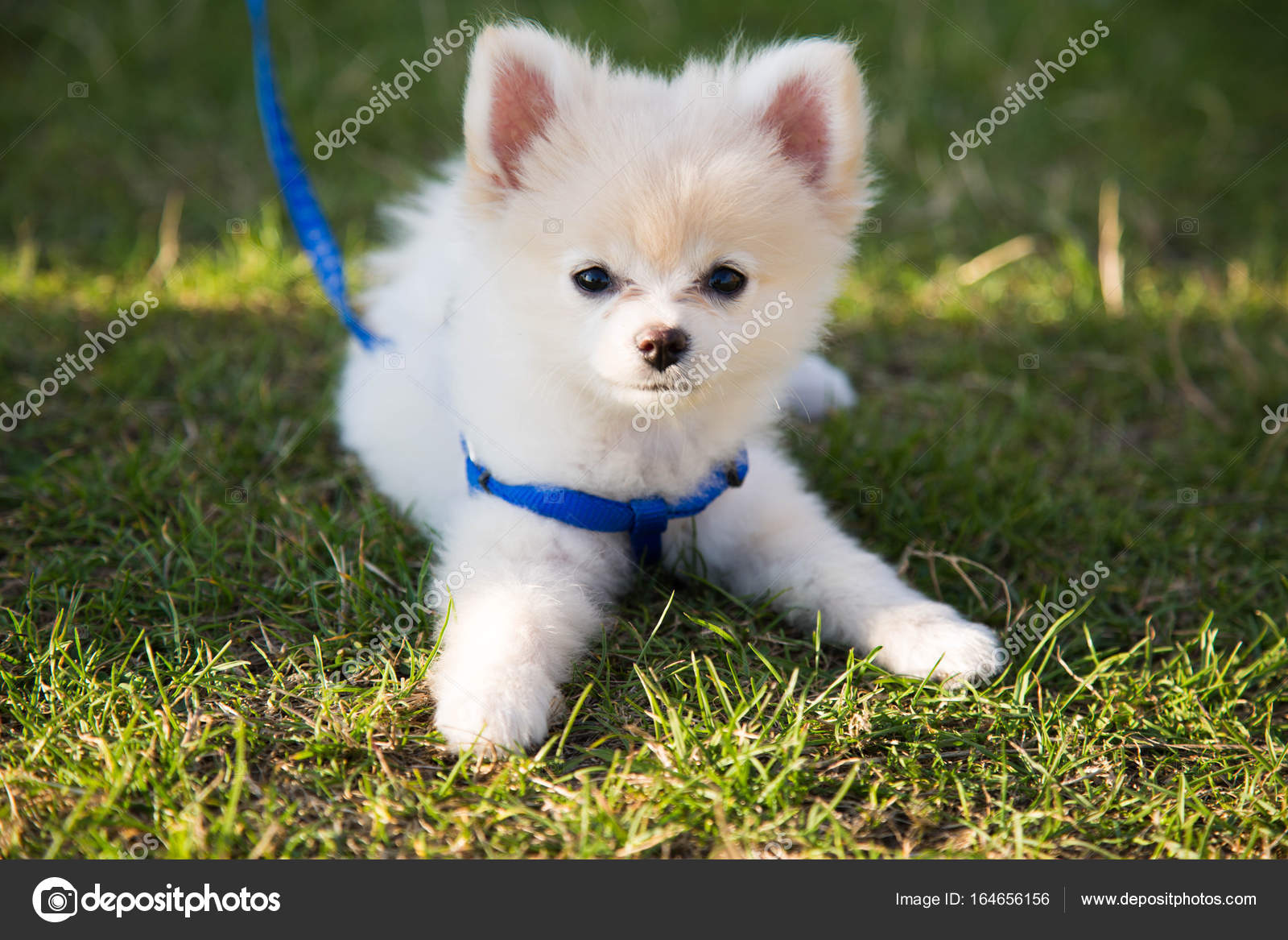 purebred white pomeranian