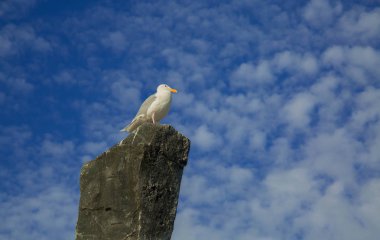 Martı kuş taş mavi gökyüzü oturan arka plan bulutlar