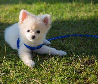 Şirin köpek yavrusu pomeranian köpek çim döşeme