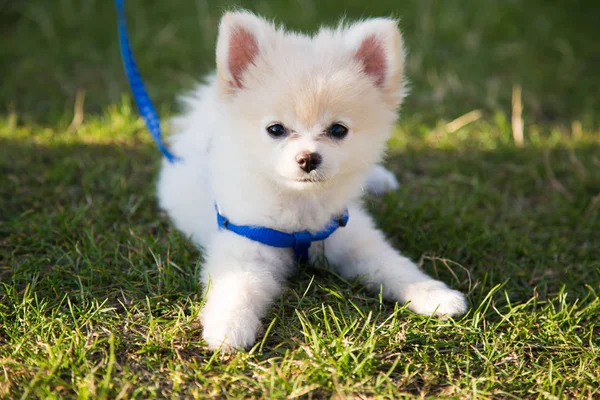 Güzel beyaz pomeranian köpek yavrusu safkan yeşil çimen
