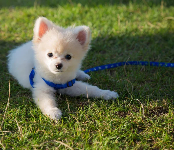 Şirin köpek yavrusu pomeranian köpek çim döşeme