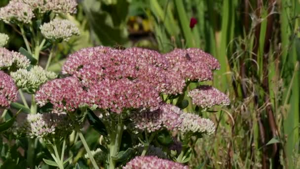 Sedum muurpeper bloem bijen stuifmeel zomer weide — Stockvideo