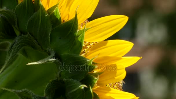 Pétalas amarelas cabeça de girassol close-up — Vídeo de Stock