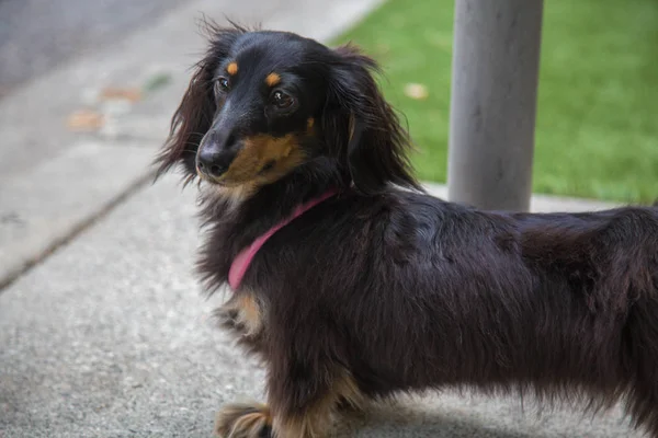 Siyah kahverengi porsuk köpek sokak yeşil çimen