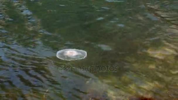 Méduses flottant fond de surface de l'océan — Video