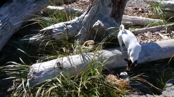 Group purebred  jack russel terrier dogs hunting sunny day — Αρχείο Βίντεο