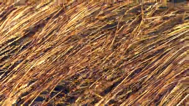 海草漂浮水表面特写背景 — 图库视频影像
