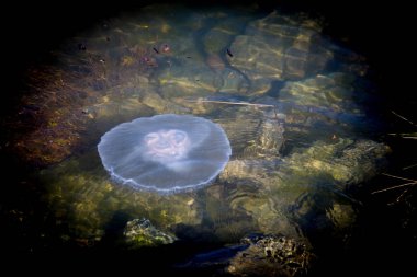 Denizanası yüzey su yaban hayatı arka plan bakış