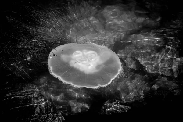 Denizanası siyah beyaz temiz su yüzey zemin