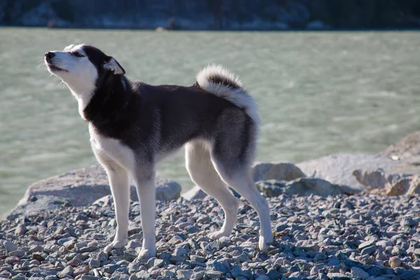 Perro husky aullando al aire libre océano solo — Foto de Stock