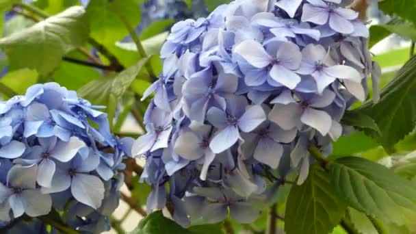 Синие гортензии цветы размахивая крупным планом фона — стоковое видео