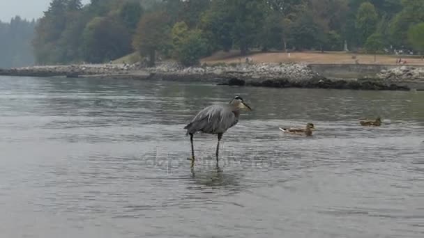 Great blue heron bird wading among ducks water — Stock Video