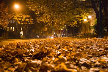 Sarı yapraklar yere ağaçlar akşam şehir araçları düşmek