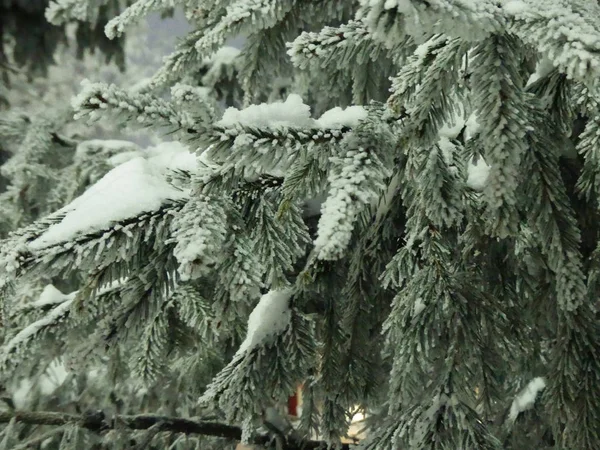 Árbol de coníferas rama nieve hoja perenne planta invierno —  Fotos de Stock