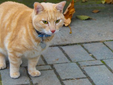 Sevimli genç turuncu safkan kedi oturma sokak