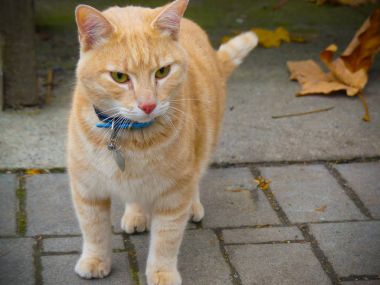 Yerli sarı kedi yaka TagName açık arka plan