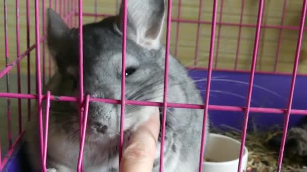 Knuffelen schattig chinchilla vinger closeup — Stockvideo