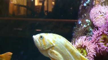 Tropikal balık Yüzme fishtank