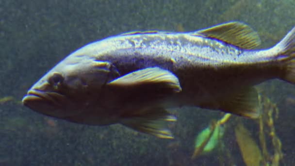 Fishtank εξωτικά τροπικά ψάρια κινούνται κάτω από το νερό — Αρχείο Βίντεο