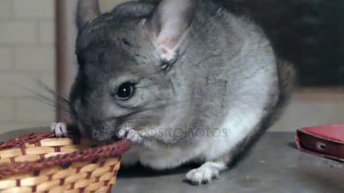 Genç komik chinchilla artalanda çalışır