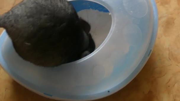 Binnenlandse grijze chinchilla baden van wit zand — Stockvideo