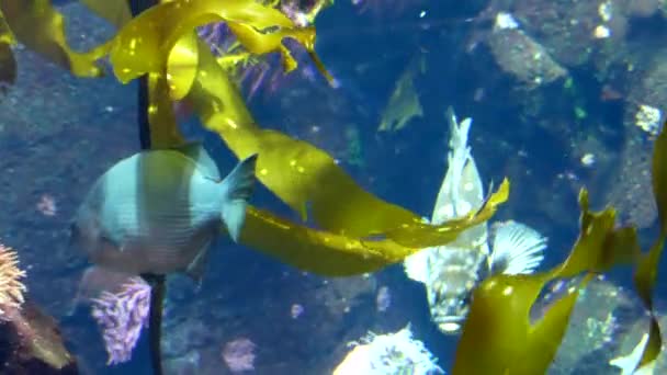 Peces tropicales nadando agua azul — Vídeo de stock