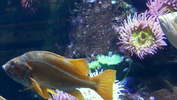 Mořské flóry tropické ryby pohybující se — Stock video
