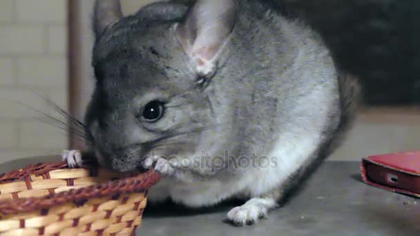 Jonge grappige chinchilla achtergrond spelen — Stockvideo