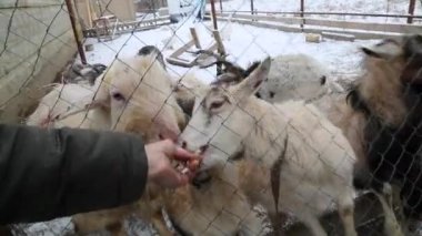 Keçi çiftliği kış kar aç hayvan besleme