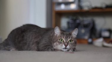Yeşil gözleri hareket Dometic güzel büyük kedi