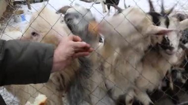 Aç keçi el kar kış üzerinden ekmek yemek