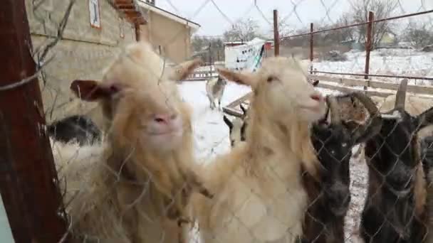 Granja de invierno cabras de nieve manada detrás de valla — Vídeo de stock