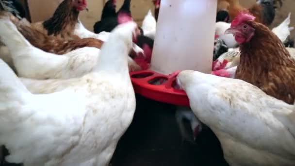 Poulet ferme poulailler rooseter manger 