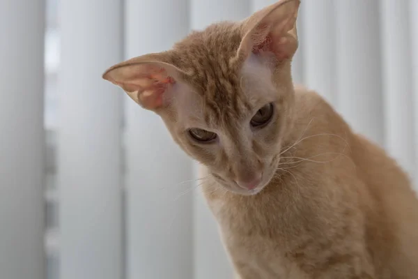 Şirin zencefil peterbald yerli kedi görünümlü downd yakın çekim