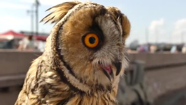 Eurazji baby owl słoneczny dzień miasta — Wideo stockowe