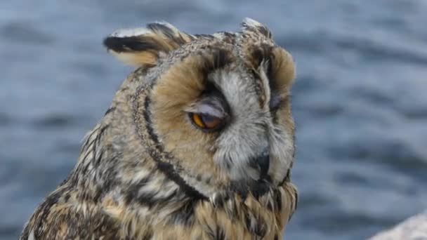 Beautiful eurasian owl closeup — Stock Video